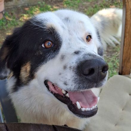 Jungdhund Orestes / männlich / derzeit in Griechenland