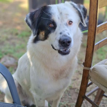 Jungdhund Orestes / männlich / derzeit in Griechenland