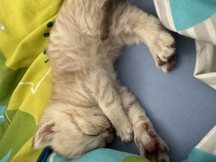 Bkh Kitten zu verkaufen