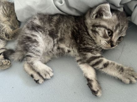 Bkh Kitten zu verkaufen