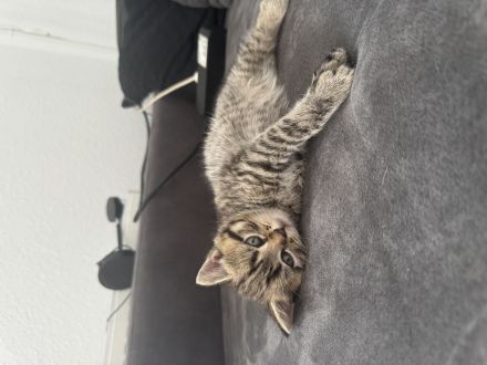 Bkh Kitten zu verkaufen