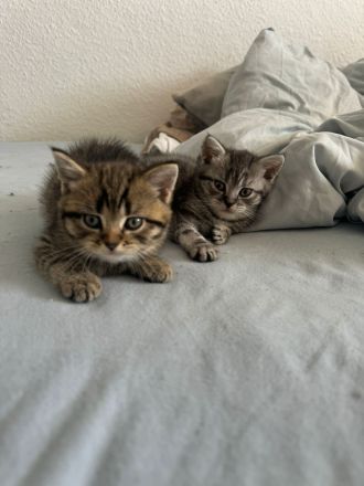 Bkh Kitten zu verkaufen