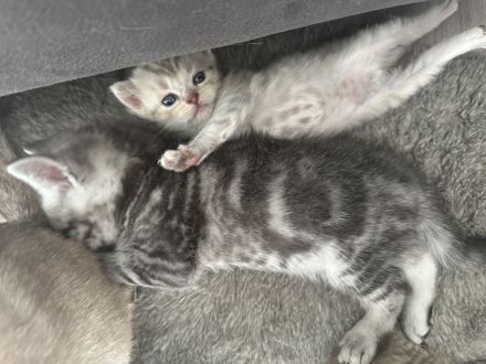 Bkh Kitten zu verkaufen