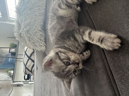 Bkh Kitten zu verkaufen