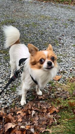 Deckrüde großer Chihuahua