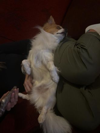 Deckrüde großer Chihuahua