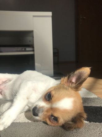 Deckrüde großer Chihuahua