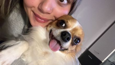 Deckrüde großer Chihuahua