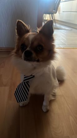 Deckrüde großer Chihuahua