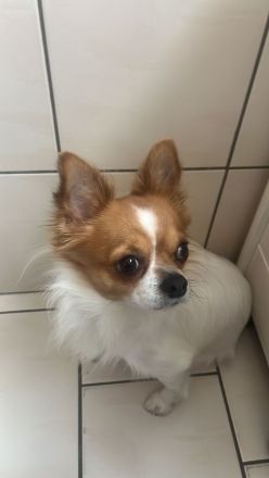 Deckrüde großer Chihuahua