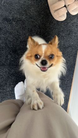 Deckrüde großer Chihuahua