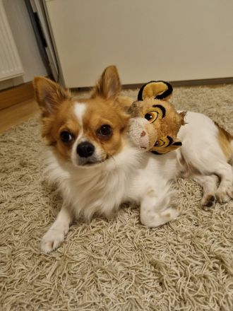 Deckrüde großer Chihuahua