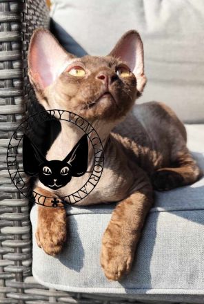 Devon Rex Romeo vom Gaborland