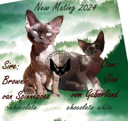 Devon Rex Romeo vom Gaborland
