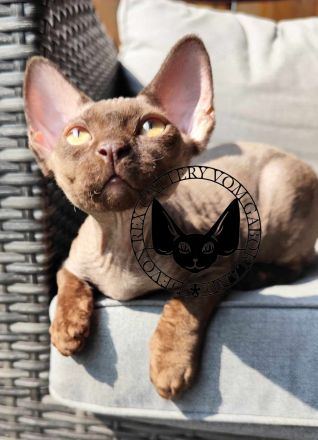 Devon Rex Romeo vom Gaborland