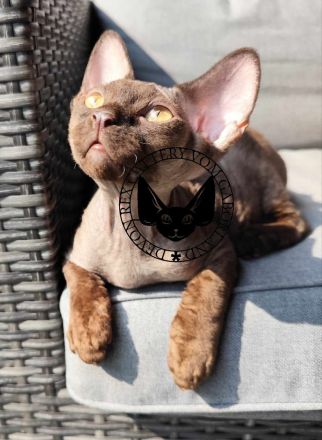 Devon Rex Romeo vom Gaborland