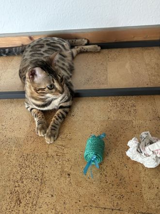 Sehr süße , liebe und verspielte Bengal Katze