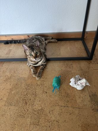 Sehr süße , liebe und verspielte Bengal Katze