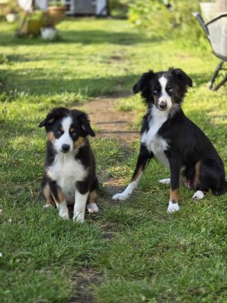 Traumhund, Mini Aussie Dame abzugeben
