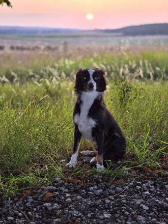 Traumhund, Mini Aussie Dame abzugeben