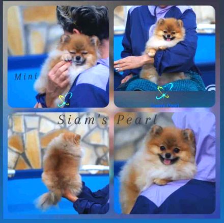 Kleiner Softball-Pomeranian-Spitz