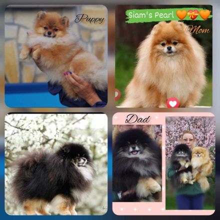 Kleiner Softball-Pomeranian-Spitz