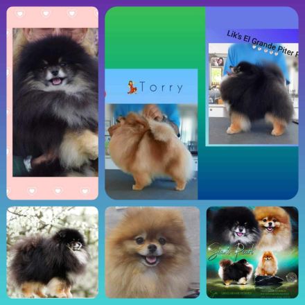 Kleiner Softball-Pomeranian-Spitz