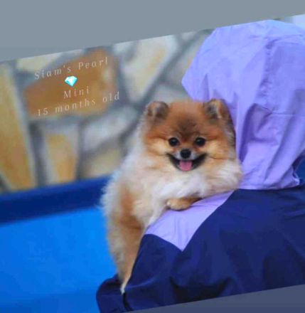 Kleiner Softball-Pomeranian-Spitz