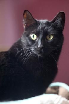 Bojador