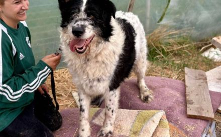 Schwarz-weißen Zottel Alfons auf der Suche nach einem glückliches Leben und einem Zuhause.