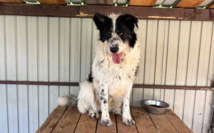 Schwarz-weißen Zottel Alfons auf der Suche nach einem glückliches Leben und einem Zuhause.