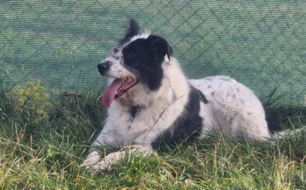 Schwarz-weißer Zottel Alfons auf der Suche nach einem glücklichen Leben und einem Zuhause.