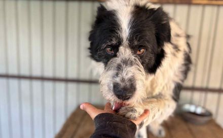 Schwarz-weißen Zottel Alfons auf der Suche nach einem glückliches Leben und einem Zuhause.