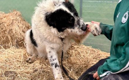 Schwarz-weißen Zottel Alfons auf der Suche nach einem glückliches Leben und einem Zuhause.