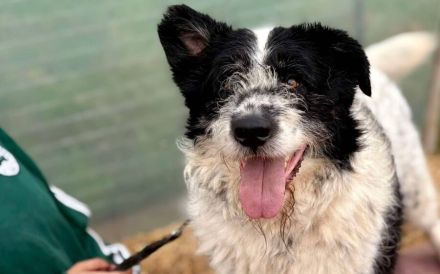 Schwarz-weißen Zottel Alfons auf der Suche nach einem glückliches Leben und einem Zuhause.