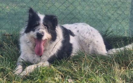 Schwarz-weißer Zottel Alfons auf der Suche nach einem glücklichen Leben und einem Zuhause.