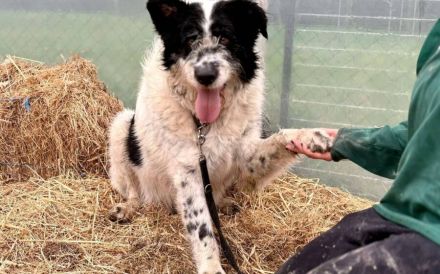 Schwarz-weißen Zottel Alfons auf der Suche nach einem glückliches Leben und einem Zuhause.