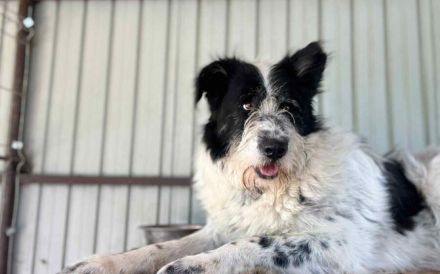 Schwarz-weißen Zottel Alfons auf der Suche nach einem glückliches Leben und einem Zuhause.
