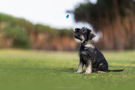 Standard schnauzer