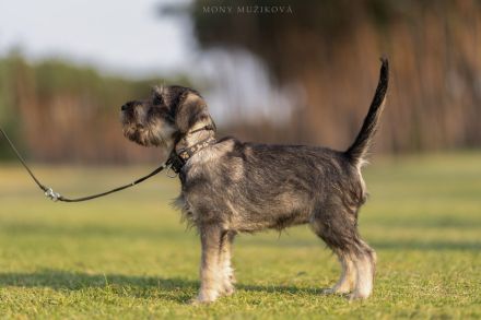 Standard schnauzer