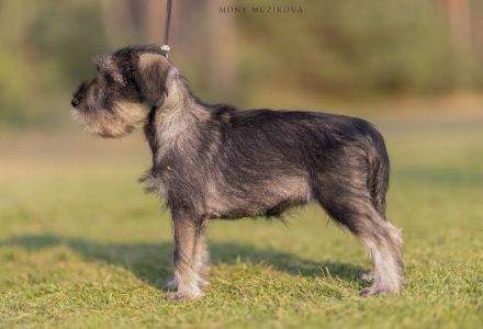 Standard schnauzer