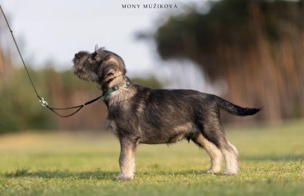 Standard schnauzer