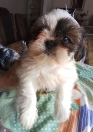 Shih Tzu Welpen