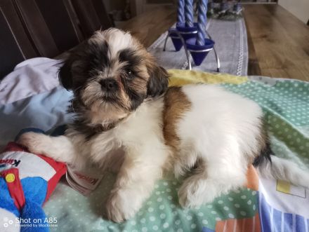 Shih Tzu Welpen
