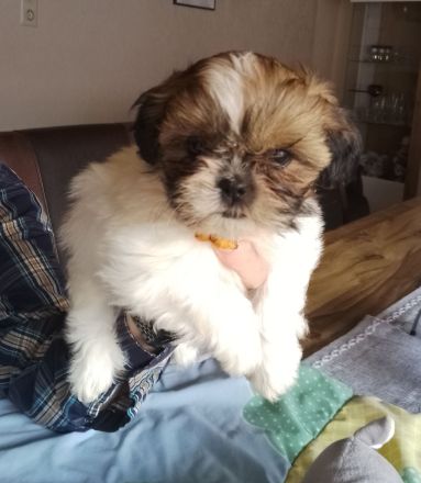 Shih Tzu Welpen