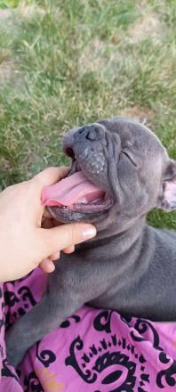 Französische bulldogge aus polen