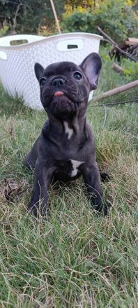 Französische bulldogge aus polen