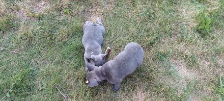 Französische bulldogge aus polen