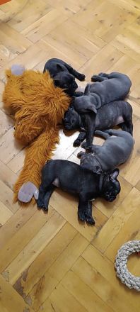 Französische bulldogge aus polen