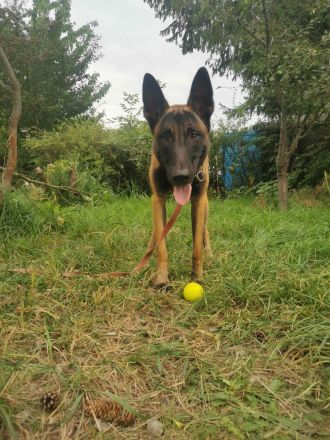 Beldischer Shcäferhund